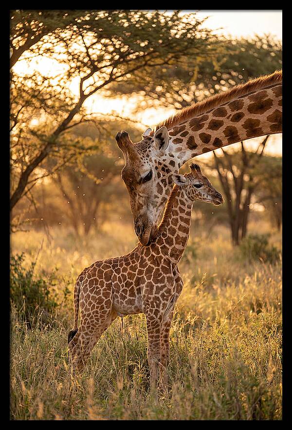 Nurturing Giraffe Bond
