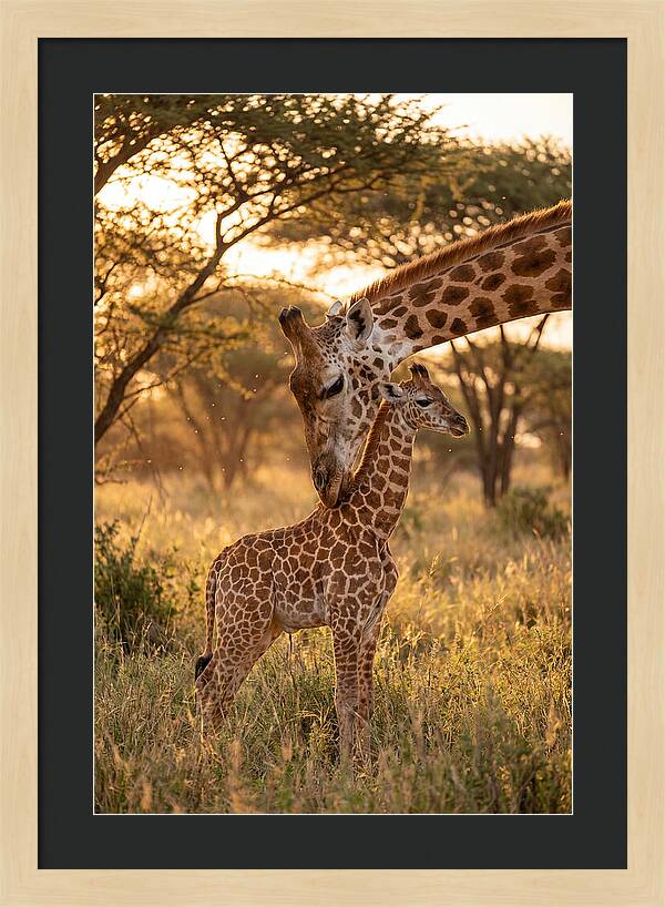 Nurturing Giraffe Bond