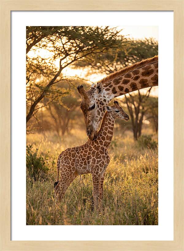 Nurturing Giraffe Bond