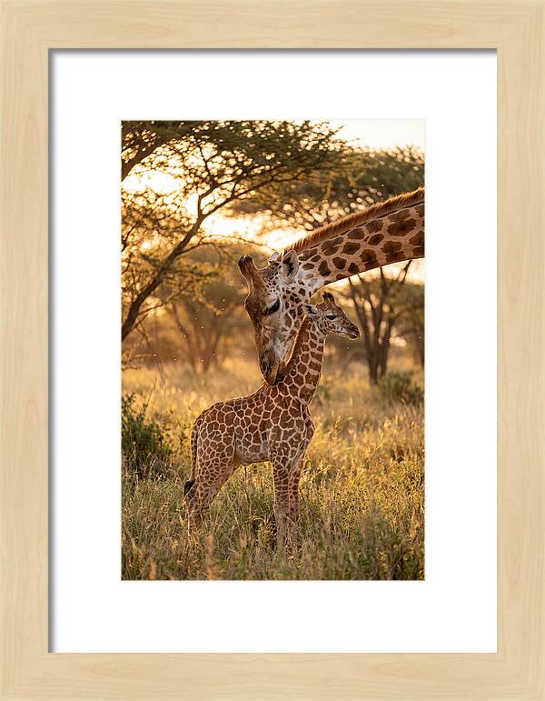 Nurturing Giraffe Bond