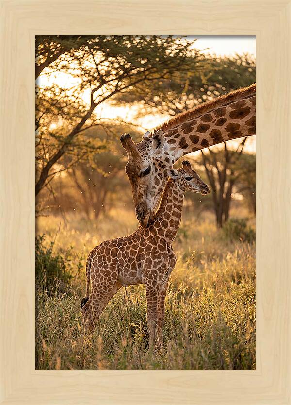 Nurturing Giraffe Bond