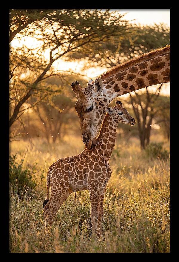 Nurturing Giraffe Bond