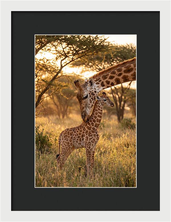 Nurturing Giraffe Bond