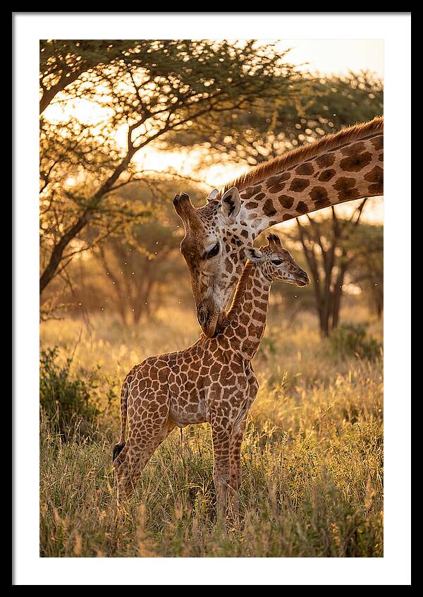 Nurturing Giraffe Bond