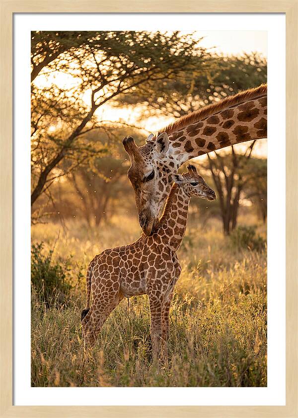 Nurturing Giraffe Bond