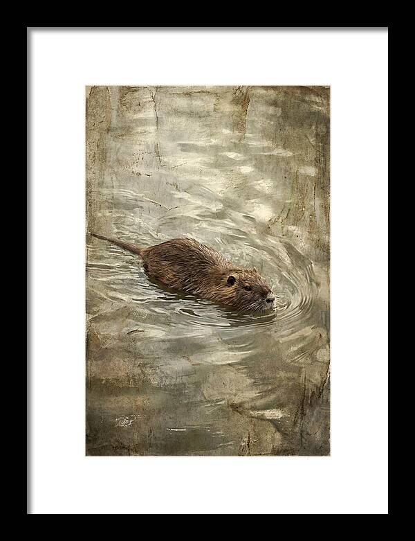 Nutria Swimming Gracefully