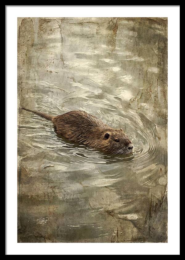 Nutria Swimming Gracefully