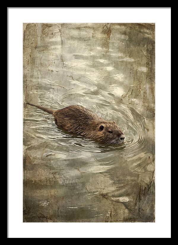 Nutria Swimming Gracefully