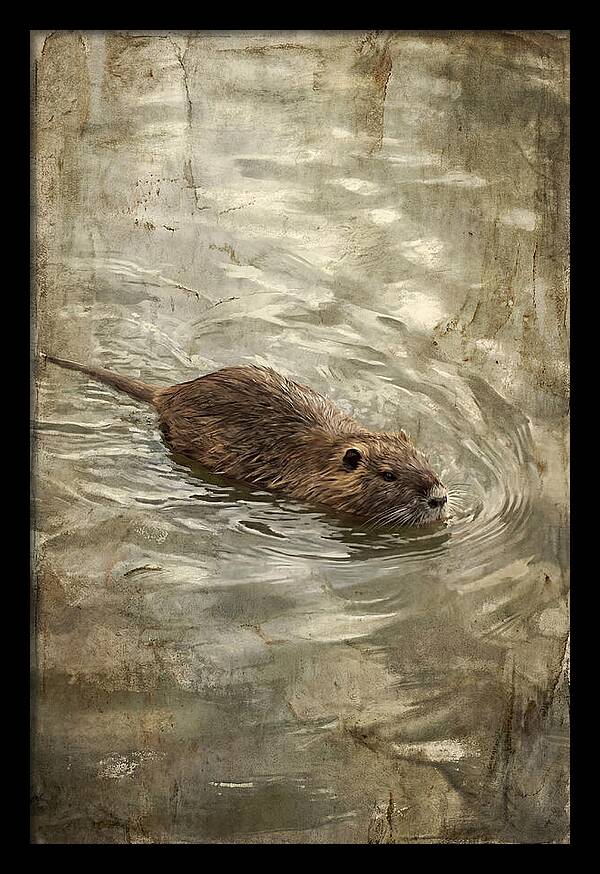 Nutria Swimming Gracefully