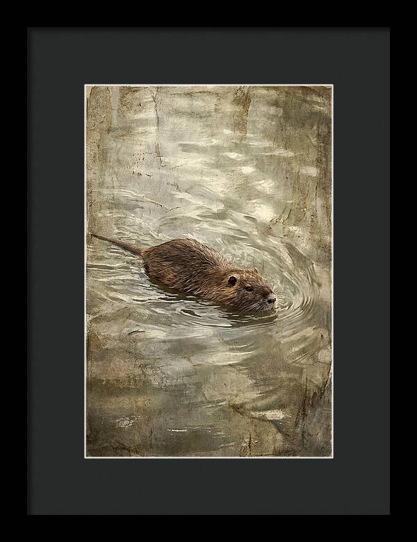 Nutria Swimming Gracefully