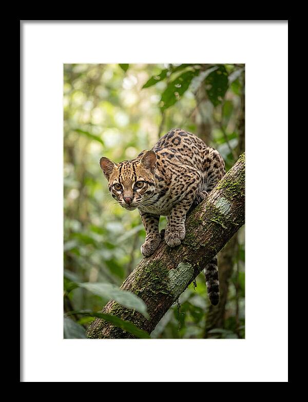 Ocelot Observing Its Surroundings