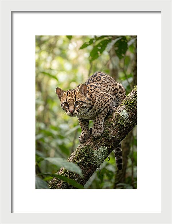 Ocelot Observing Its Surroundings