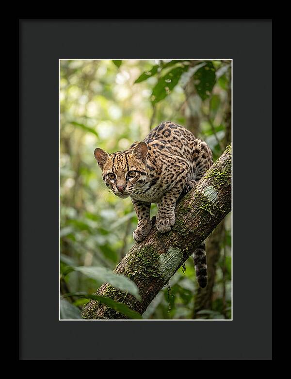 Ocelot Observing Its Surroundings