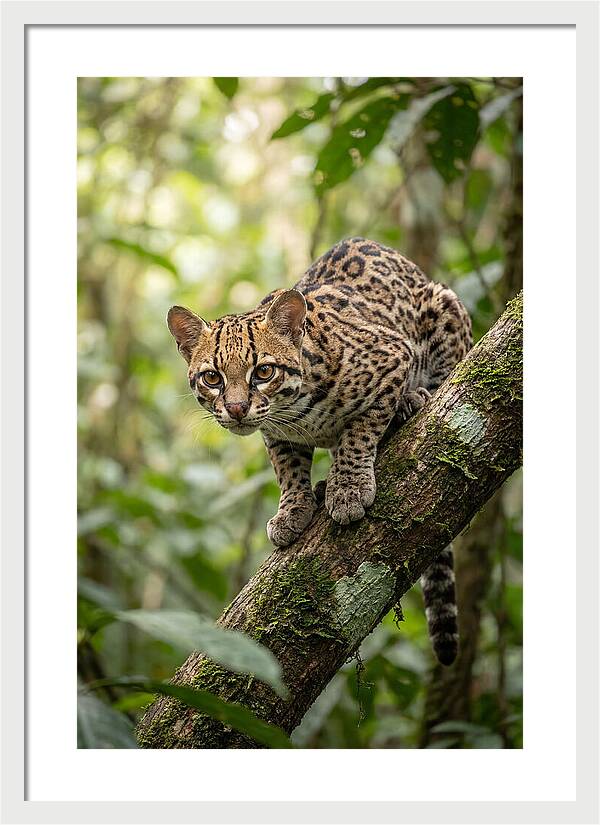 Ocelot Observing Its Surroundings