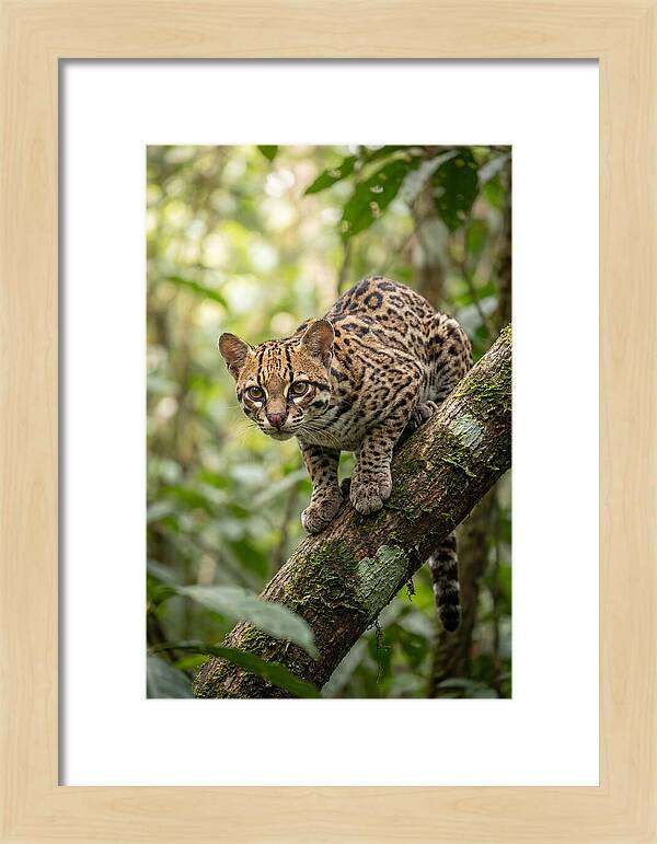 Ocelot Observing Its Surroundings