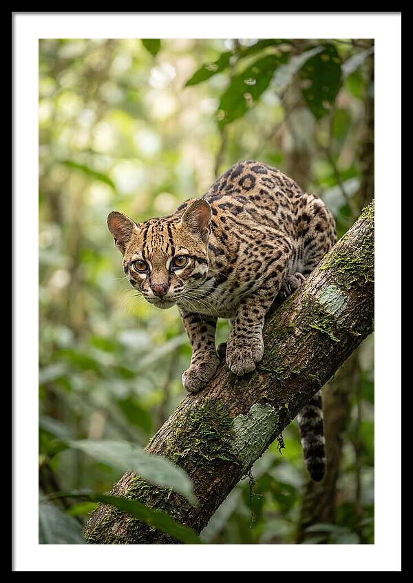 Ocelot Observing Its Surroundings