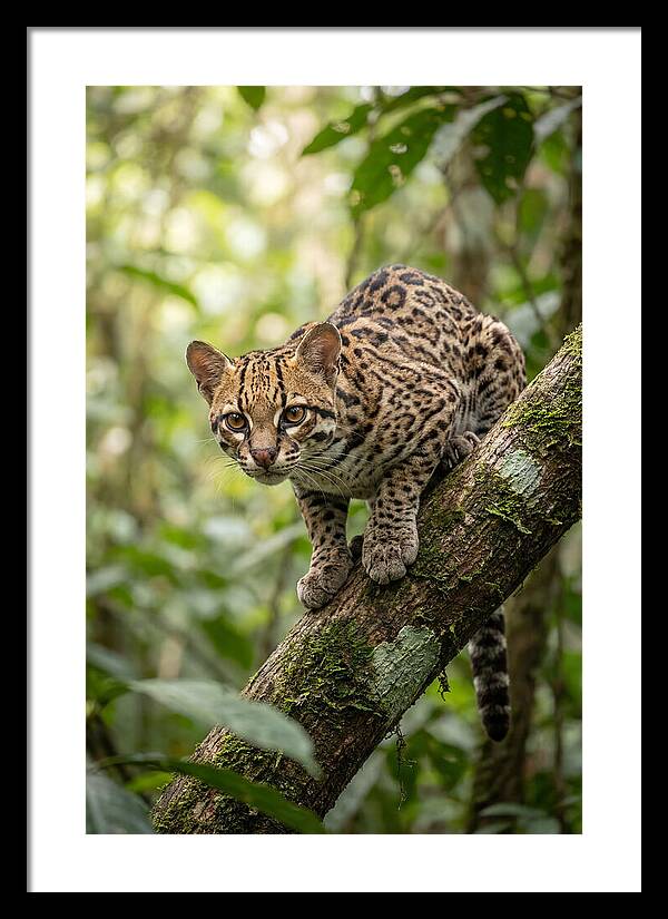 Ocelot Observing Its Surroundings
