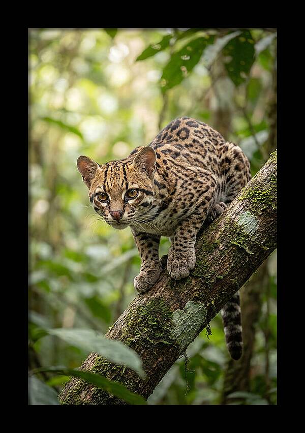 Ocelot Observing Its Surroundings