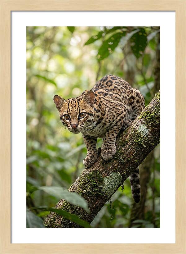 Ocelot Observing Its Surroundings