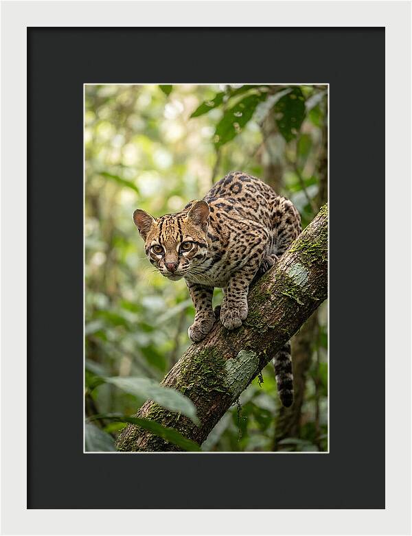 Ocelot Observing Its Surroundings