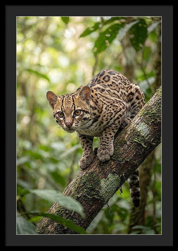 Ocelot Observing Its Surroundings