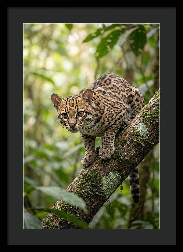 Ocelot Observing Its Surroundings