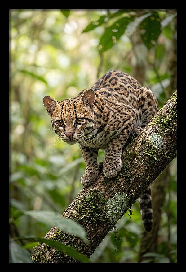 Ocelot Observing Its Surroundings