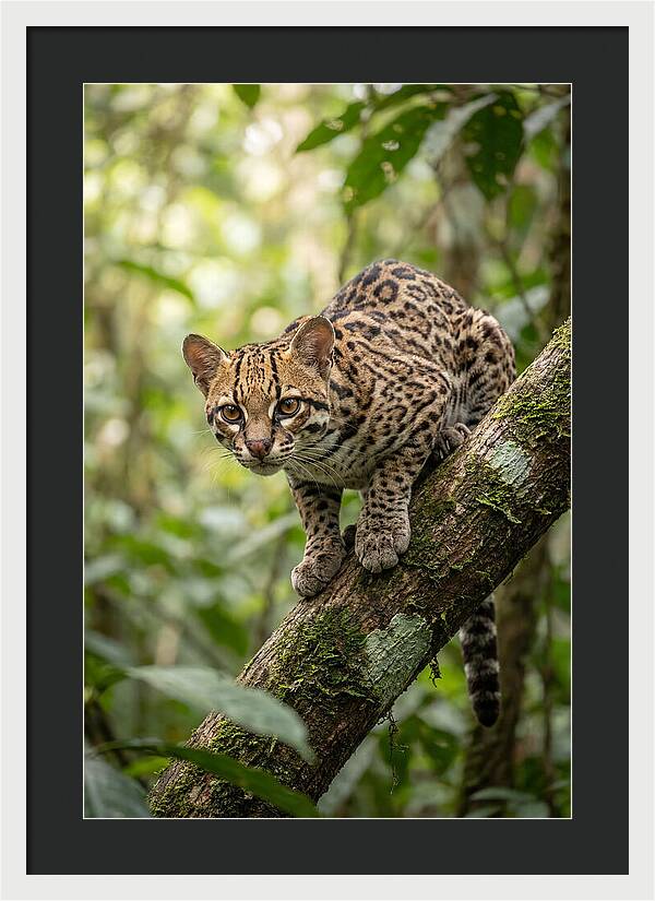 Ocelot Observing Its Surroundings