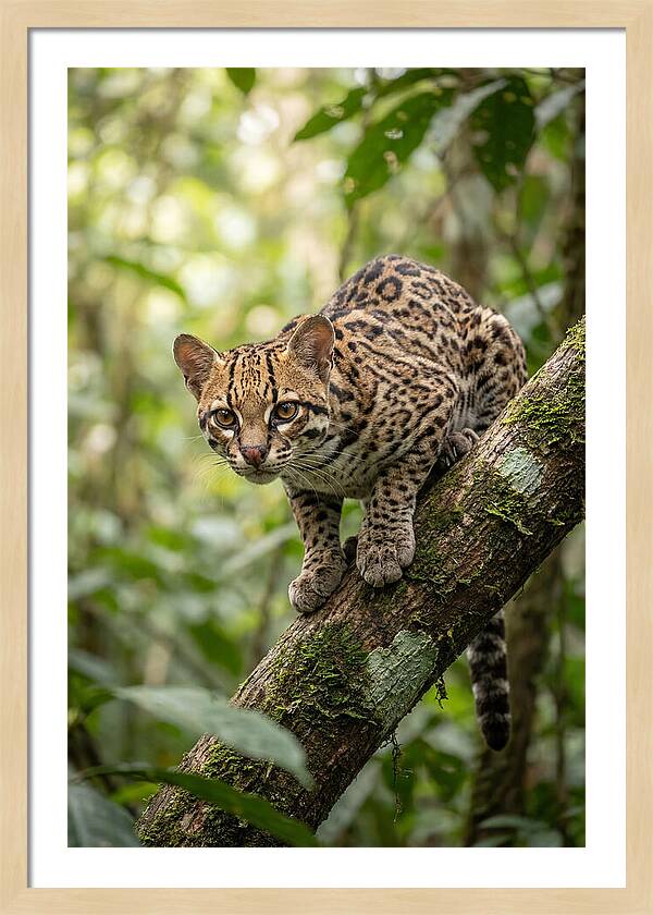 Ocelot Observing Its Surroundings