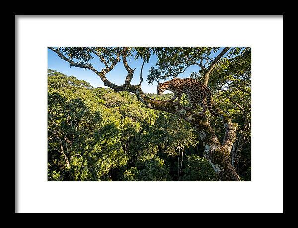 Ocelot Walking Gracefully On Branch