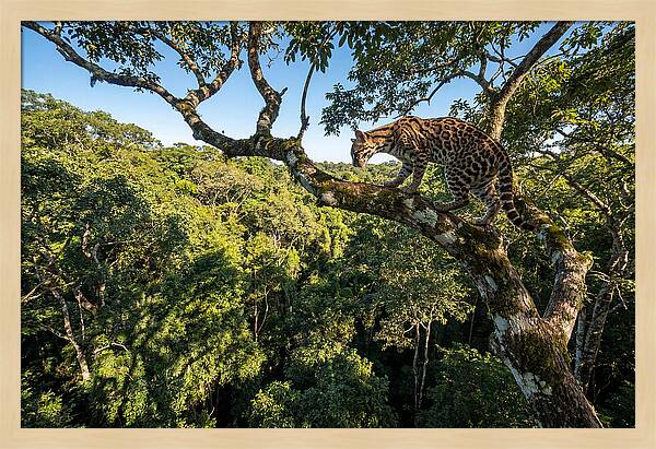 Ocelot Walking Gracefully On Branch