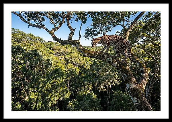 Ocelot Walking Gracefully On Branch