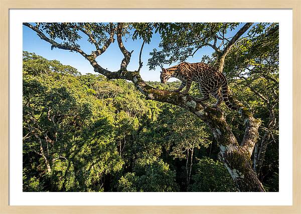 Ocelot Walking Gracefully On Branch