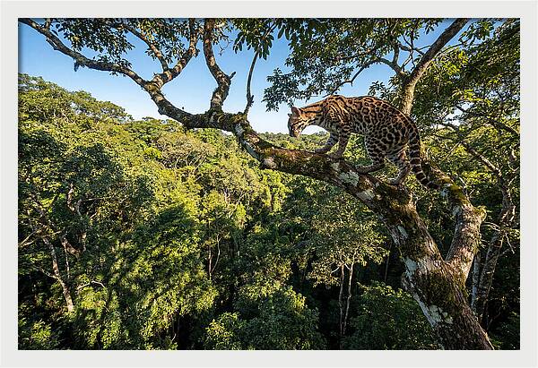 Ocelot Walking Gracefully On Branch