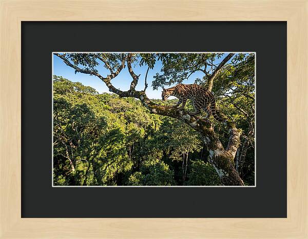Ocelot Walking Gracefully On Branch