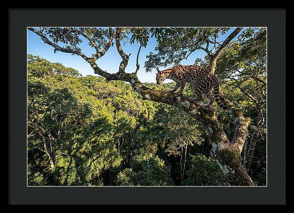 Ocelot Walking Gracefully On Branch
