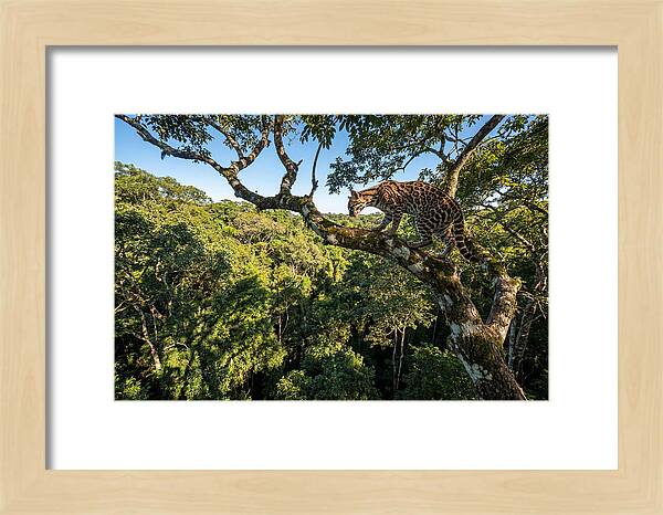 Ocelot Walking Gracefully On Branch