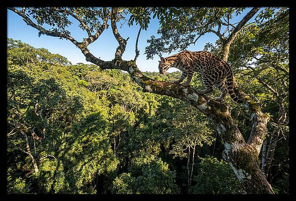 Ocelot Walking Gracefully On Branch