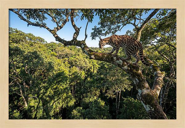 Ocelot Walking Gracefully On Branch