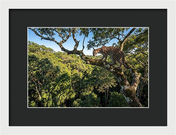 Ocelot Walking Gracefully On Branch