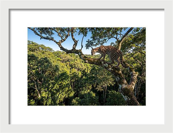Ocelot Walking Gracefully On Branch