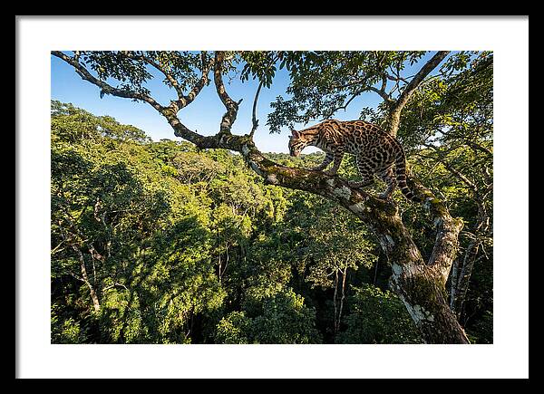 Ocelot Walking Gracefully On Branch