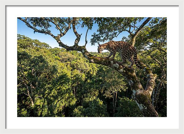 Ocelot Walking Gracefully On Branch