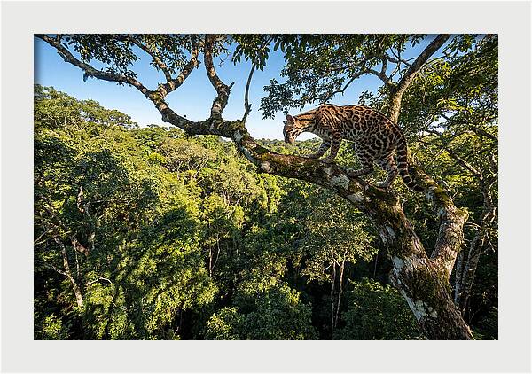 Ocelot Walking Gracefully On Branch