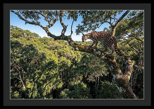 Ocelot Walking Gracefully On Branch