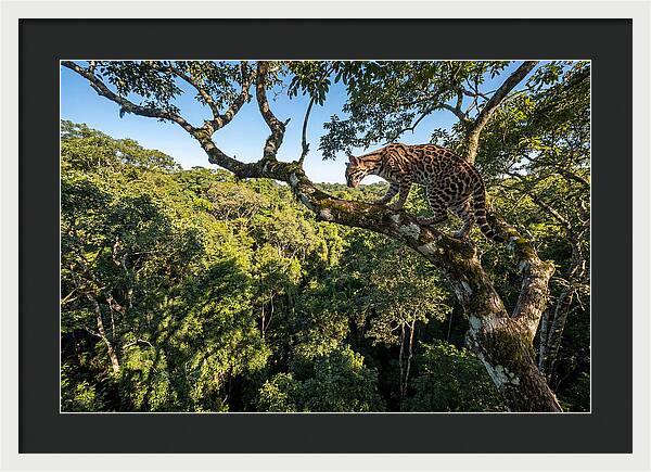 Ocelot Walking Gracefully On Branch