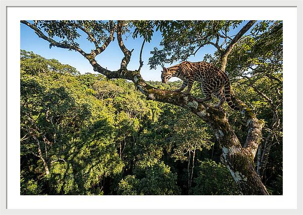 Ocelot Walking Gracefully On Branch