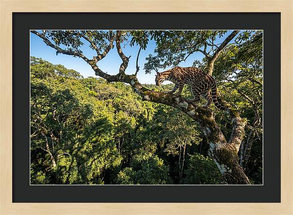 Ocelot Walking Gracefully On Branch