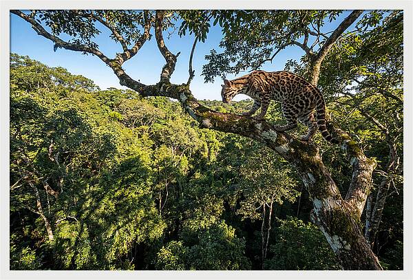 Ocelot Walking Gracefully On Branch
