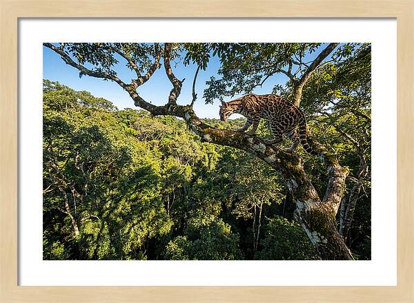 Ocelot Walking Gracefully On Branch